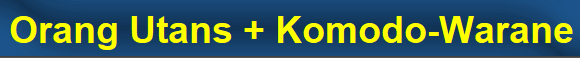 Orang Utans + Komodo-Warane